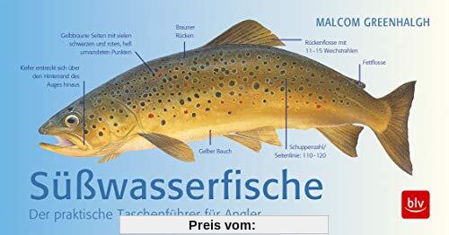Süßwasserfische: Der praktische Taschenführer für Angler (BLV)