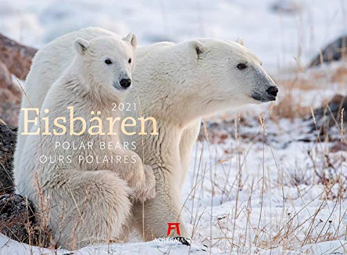Eisbären Kalender 2021, Wandkalender im Querformat (45x33 cm) - Tierkalender von Ackermann Kunstverlag