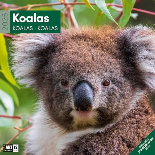 Koalas 2025, Wandkalender/Broschürenkalender im Hochformat (aufgeklappt 30x60 cm) - Art12 - Geschenk-Kalender mit Monatskalendarium zum Eintragen von Ackermann Kunstverlag