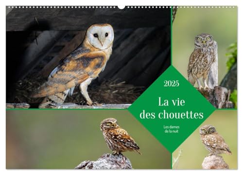 La vie des chouettes, les dames de la nuit (Calendrier mural 2025 DIN A2 horizontal), CALVENDO calendrier mensuel von CALVENDO