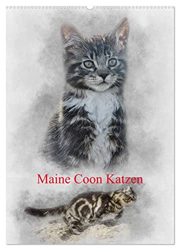 Maine Coon Katzen (Wandkalender 2025 DIN A2 hoch), CALVENDO Monatskalender von CALVENDO