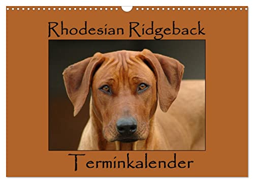 Rhodesian Ridgeback Terminkalender (Wandkalender 2024 DIN A3 quer), CALVENDO Monatskalender