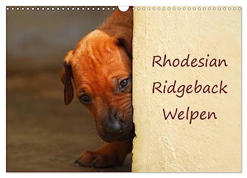 Rhodesian Ridgeback Welpen (Wandkalender 2024 DIN A3 quer), CALVENDO Monatskalender von CALVENDO
