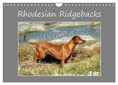 Rhodesian Ridgebacks (Wandkalender 2024 DIN A4 quer), CALVENDO Monatskalender