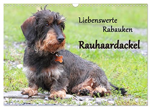 Liebenswerte Rabauken Rauhaardackel/CH-Version (Wandkalender 2025 DIN A3 quer), CALVENDO Monatskalender von CALVENDO