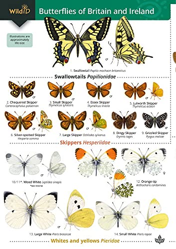 Guide to the butterflies of Britain and Ireland von Field Studies Council