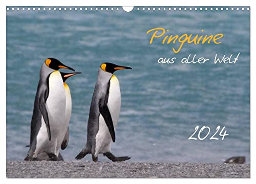 Pinguine aus aller Welt (Wandkalender 2024 DIN A3 quer), CALVENDO Monatskalender von CALVENDO