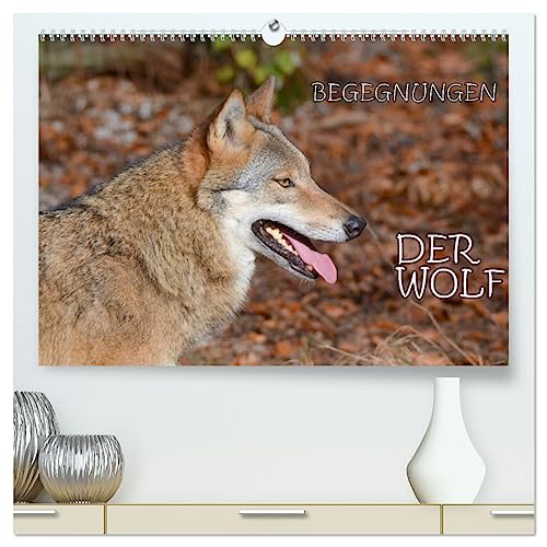 Begegnungen DER WOLF (hochwertiger Premium Wandkalender 2025 DIN A2 quer), Kunstdruck in Hochglanz von CALVENDO