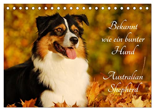 Bekannt wie ein bunter Hund. Australian Shepherd (Tischkalender 2025 DIN A5 quer), CALVENDO Monatskalender von CALVENDO