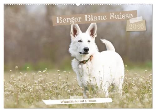 Berger Blanc Suisse - Weggefährten auf 4 Pfoten (Wandkalender 2026 DIN A2 quer), CALVENDO Monatskalender: Der Berger Blanc Suisse, ein Weißer ... FCI anerkannte Hunderasse. (CALVENDO Tiere) von Calvendo