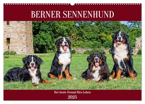 Berner Sennenhund - Der beste Freund fürs Leben (Wandkalender 2025 DIN A2 quer), CALVENDO Monatskalender von CALVENDO