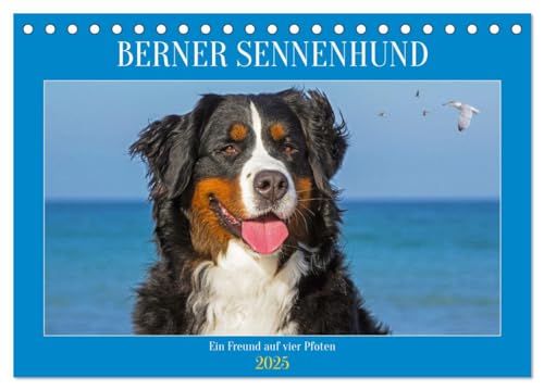 Berner Sennenhund - Ein Freund auf vier Pfoten (Tischkalender 2025 DIN A5 quer), CALVENDO Monatskalender von CALVENDO