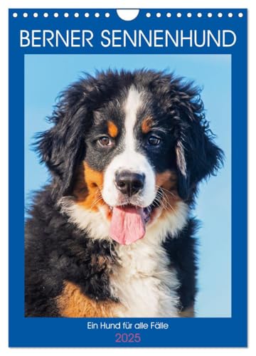 Berner Sennenhund - Ein Hund für alle Fälle (Wandkalender 2025 DIN A4 hoch), CALVENDO Monatskalender von CALVENDO