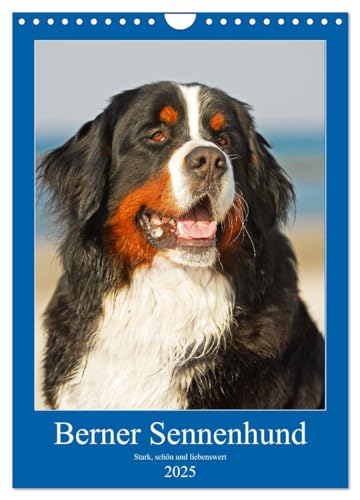 Berner Sennenhund - stark, schön und liebenswert (Wandkalender 2025 DIN A4 hoch), CALVENDO Monatskalender von CALVENDO