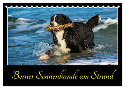 Berner Sennenhunde am Strand (Tischkalender 2025 DIN A5 quer), CALVENDO Monatskalender von CALVENDO