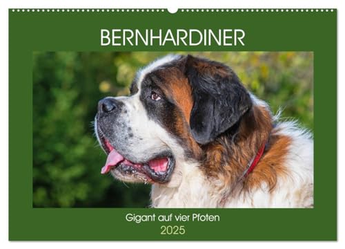 Bernhardiner - Gigant auf vier Pfoten (Wandkalender 2025 DIN A2 quer), CALVENDO Monatskalender von CALVENDO