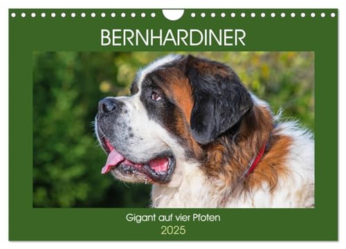 Bernhardiner - Gigant auf vier Pfoten (Wandkalender 2025 DIN A4 quer), CALVENDO Monatskalender von CALVENDO