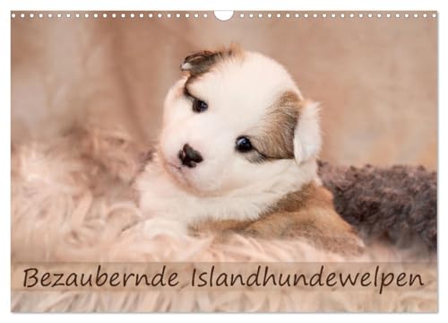 Bezaubernde Islandhundewelpen (Wandkalender 2025 DIN A3 quer), CALVENDO Monatskalender von CALVENDO