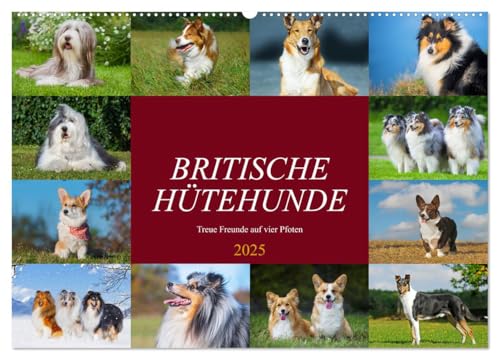 Britische Hütehunde - Treue Freunde auf vier Pfoten (Wandkalender 2025 DIN A2 quer), CALVENDO Monatskalender von CALVENDO