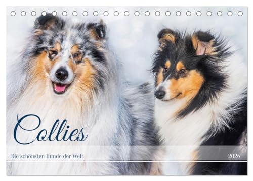 Collies - die schönsten Hunde der Welt (Tischkalender 2025 DIN A5 quer), CALVENDO Monatskalender von CALVENDO