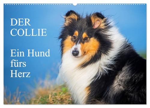 Der Collie - ein Hund fürs Herz (Wandkalender 2025 DIN A2 quer), CALVENDO Monatskalender von CALVENDO