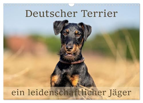 Deutscher Terrier - ein leidenschaftlicher Jäger (Wandkalender 2025 DIN A3 quer), CALVENDO Monatskalender von CALVENDO