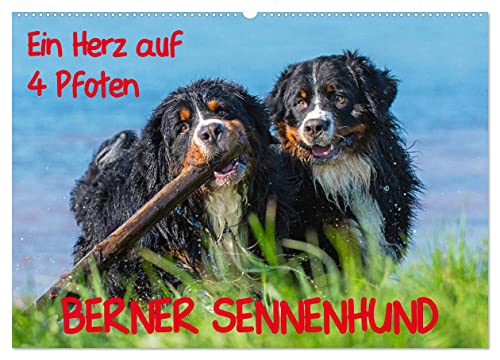 Ein Herz auf 4 Pfoten - Berner Sennenhund (Wandkalender 2025 DIN A2 quer), CALVENDO Monatskalender von CALVENDO