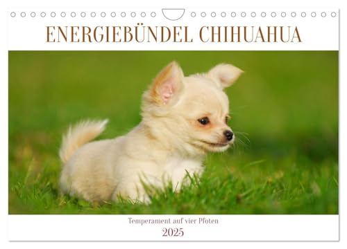 Enegiebündel Chihuahua - Temperament auf vier Pfoten (Wandkalender 2025 DIN A4 quer), CALVENDO Monatskalender von CALVENDO