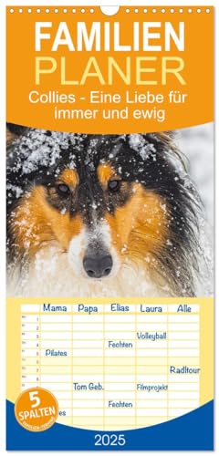 Familienplaner 2025 - Collies - Eine Liebe für immer und ewig mit 5 Spalten (Wandkalender, 21 cm x 45 cm), CALVENDO von CALVENDO