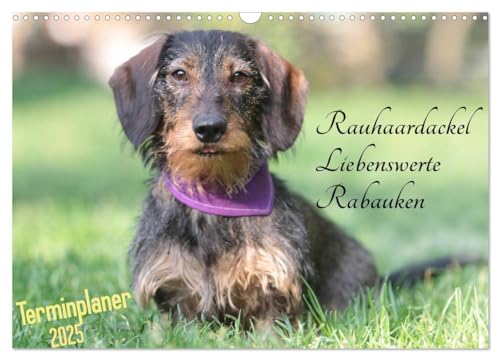 Familienplaner - Liebenswerte Rabauken - Rauhaardackel (Wandkalender 2025 DIN A3 quer), CALVENDO Monatskalender von CALVENDO