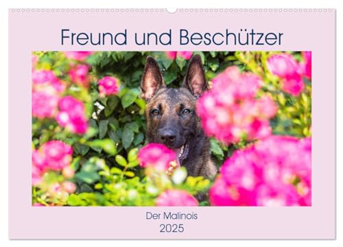 Freund und Beschützer - Der Malinois (Wandkalender 2025 DIN A2 quer), CALVENDO Monatskalender von CALVENDO