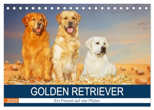 Golden Retriever - Ein Freund auf vier Pfoten (Tischkalender 2025 DIN A5 quer), CALVENDO Monatskalender von CALVENDO