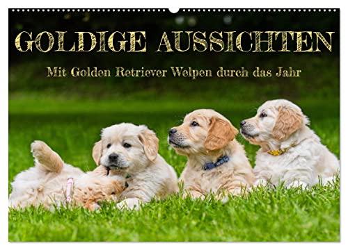 Goldige Aussichten - Mit Golden Retriever Welpen durch das Jahr (Wandkalender 2025 DIN A2 quer), CALVENDO Monatskalender von CALVENDO