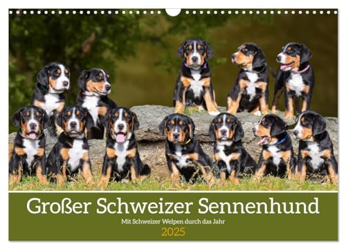 Großer Schweizer Sennenhund - Mit Schweizer Welpen durch das Jahr (Wandkalender 2025 DIN A3 quer), CALVENDO Monatskalender von CALVENDO