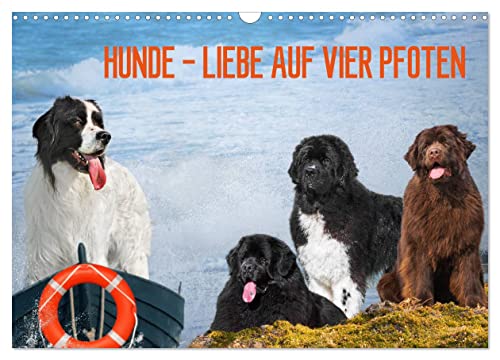 Hunde - Liebe auf vier Pfoten (Wandkalender 2025 DIN A3 quer), CALVENDO Monatskalender von CALVENDO