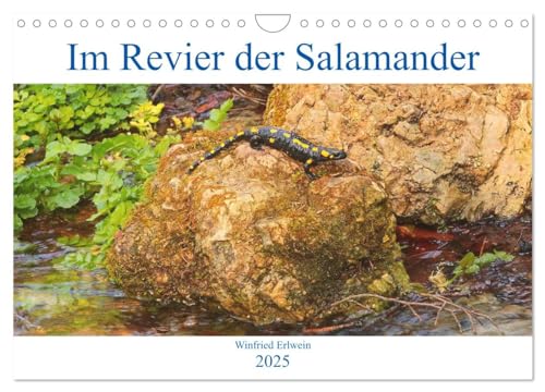 Im Revier der Salamander (Wandkalender 2025 DIN A4 quer), CALVENDO Monatskalender von CALVENDO