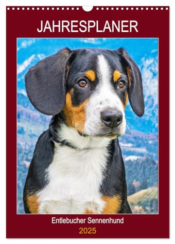 Jahresplaner Entlebucher Sennenhund (Wandkalender 2025 DIN A3 hoch), CALVENDO Monatskalender von CALVENDO