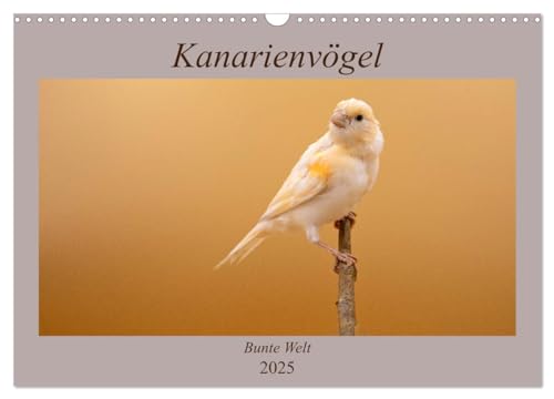 Kanarienvögel - Bunte Welt (Wandkalender 2025 DIN A3 quer), CALVENDO Monatskalender von CALVENDO