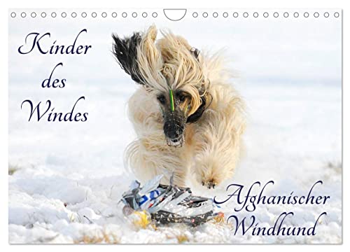 Kinder des Windes - Afghanischer Windhund (Wandkalender 2025 DIN A4 quer), CALVENDO Monatskalender von CALVENDO