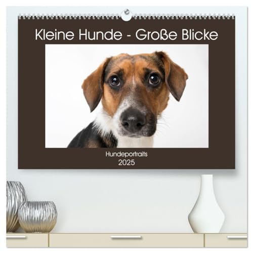 Kleine Hunde - Große Blicke (hochwertiger Premium Wandkalender 2025 DIN A2 quer), Kunstdruck in Hochglanz von CALVENDO