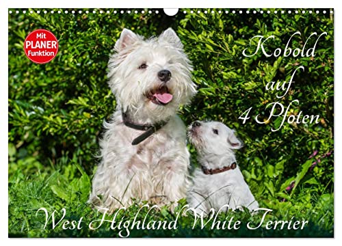 Kobold auf 4 Pfoten - West Highland White Terrier (Wandkalender 2025 DIN A3 quer), CALVENDO Monatskalender von CALVENDO