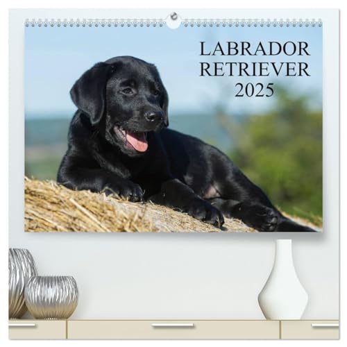 Labrador Retriever 2025 (hochwertiger Premium Wandkalender 2025 DIN A2 quer), Kunstdruck in Hochglanz von CALVENDO