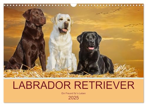 Labrador Retriever - Ein Freund für´s Leben (Wandkalender 2025 DIN A3 quer), CALVENDO Monatskalender von CALVENDO