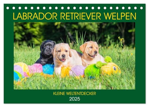 Labrador Retriever Welpen - Kleine Weltentdecker (Tischkalender 2025 DIN A5 quer), CALVENDO Monatskalender von CALVENDO