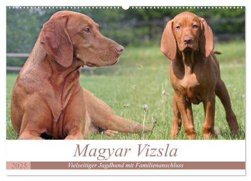 Magyar Vizsla - Vielseitiger Jagdhund mit Familienanschluss (Wandkalender 2025 DIN A2 quer), CALVENDO Monatskalender von CALVENDO