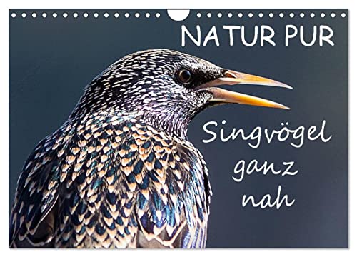 NATUR PUR - Singvögel ganz nah (Wandkalender 2025 DIN A4 quer), CALVENDO Monatskalender von CALVENDO