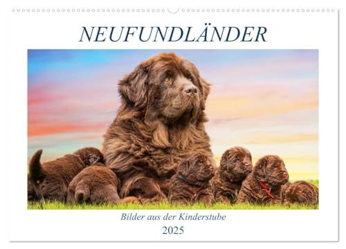 Neufundländer - Bilder aus der Kinderstube (Wandkalender 2025 DIN A2 quer), CALVENDO Monatskalender von CALVENDO