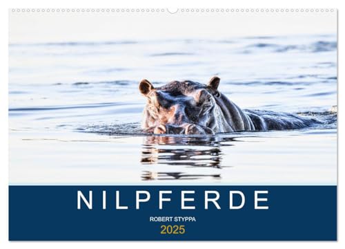 Nilpferde, Kolosse in Afrika (Wandkalender 2025 DIN A2 quer), CALVENDO Monatskalender von CALVENDO