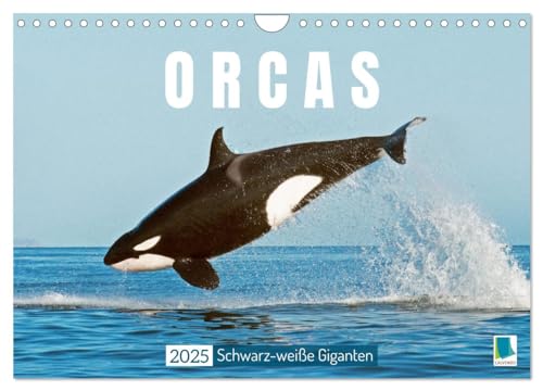 Orcas: Schwarz-weiße Giganten (Wandkalender 2025 DIN A4 quer), CALVENDO Monatskalender von CALVENDO