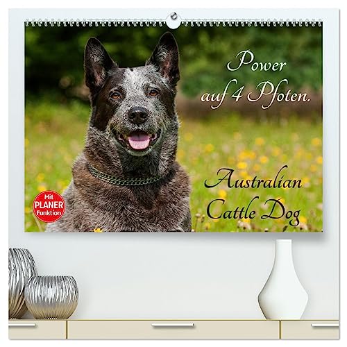 Power auf 4 Pfoten. Australian Cattle Dog (hochwertiger Premium Wandkalender 2025 DIN A2 quer), Kunstdruck in Hochglanz von CALVENDO